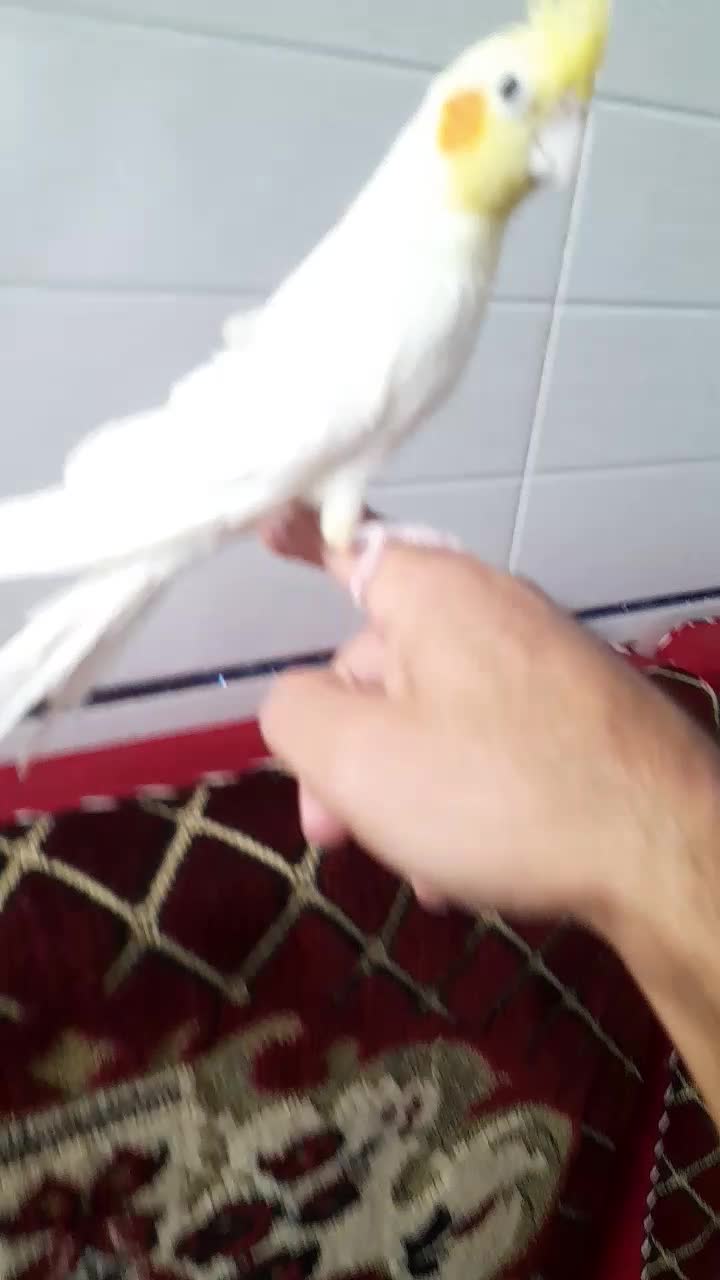 عروس هلندی نر دستی|پرنده|قیدار, |دیوار