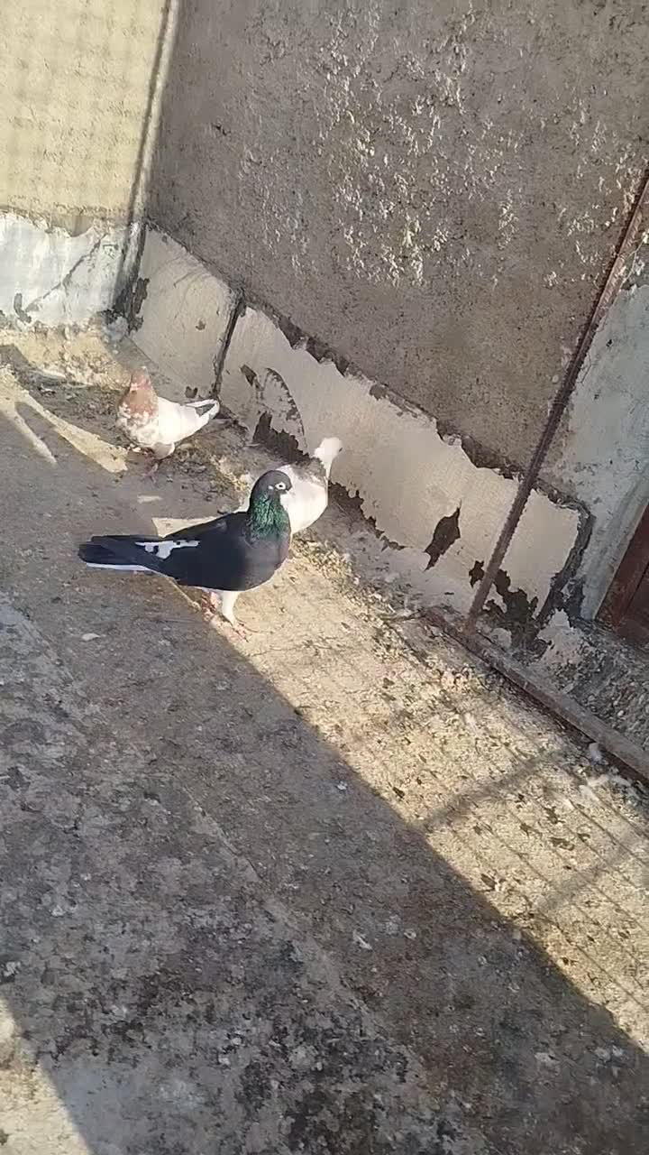 15 تا هست بهبهانی|پرنده|شیراز, سلطان آباد|دیوار