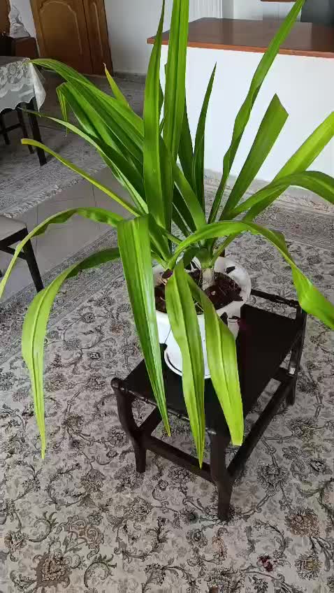 دو عدد گل سوسن عنکبوتی در یک گلدان|گل و گیاه طبیعی|تهران, آسمان|دیوار