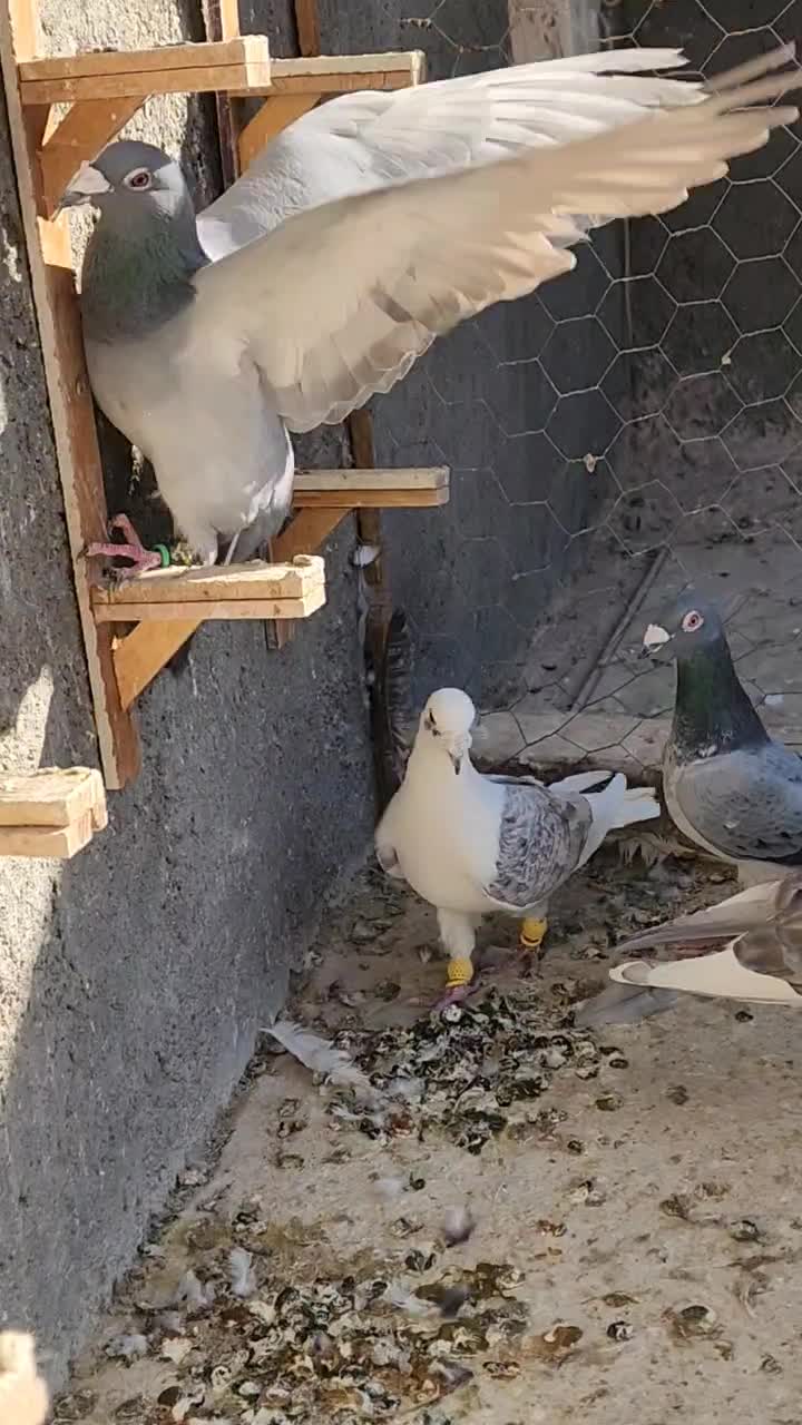 ۵ عدد طاوسیی نامبروان|پرنده|مشهد, شهرک بهارستان|دیوار