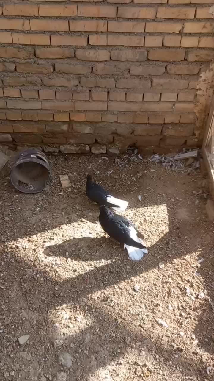 کبوتر دمسفید جوجه طوقی|پرنده|درگز, |دیوار