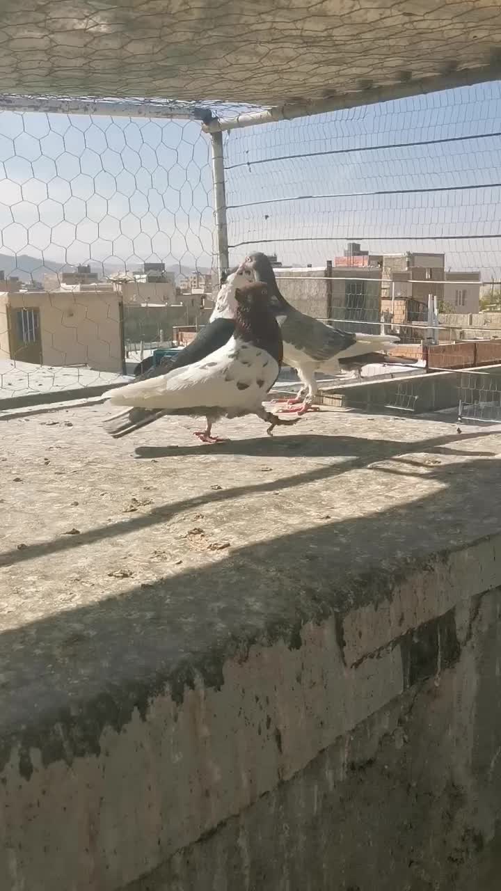 رنگی پرشی|پرنده|شیروان (خراسان), |دیوار