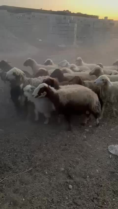 میش و بره|حیوانات مزرعه|شوشتر, |دیوار