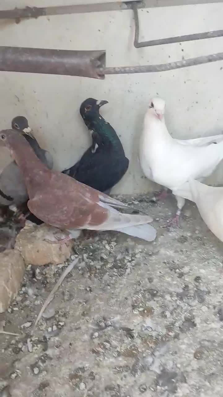 کفتر و کبوتر|پرنده|تربت‌حیدریه, بالا ولایت|دیوار