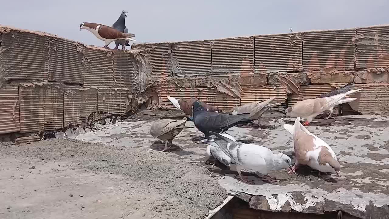 کفتر|پرنده|سبزوار, توحیدشهر|دیوار