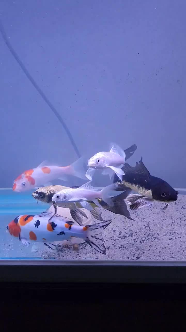 گله کوی باله بلند و نژاد دار|ماهی|تهران, جی|دیوار