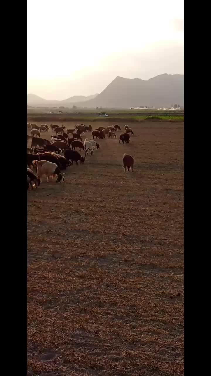 میش وبره بز و گله دربستی معاوظه|حیوانات مزرعه|داران, |دیوار