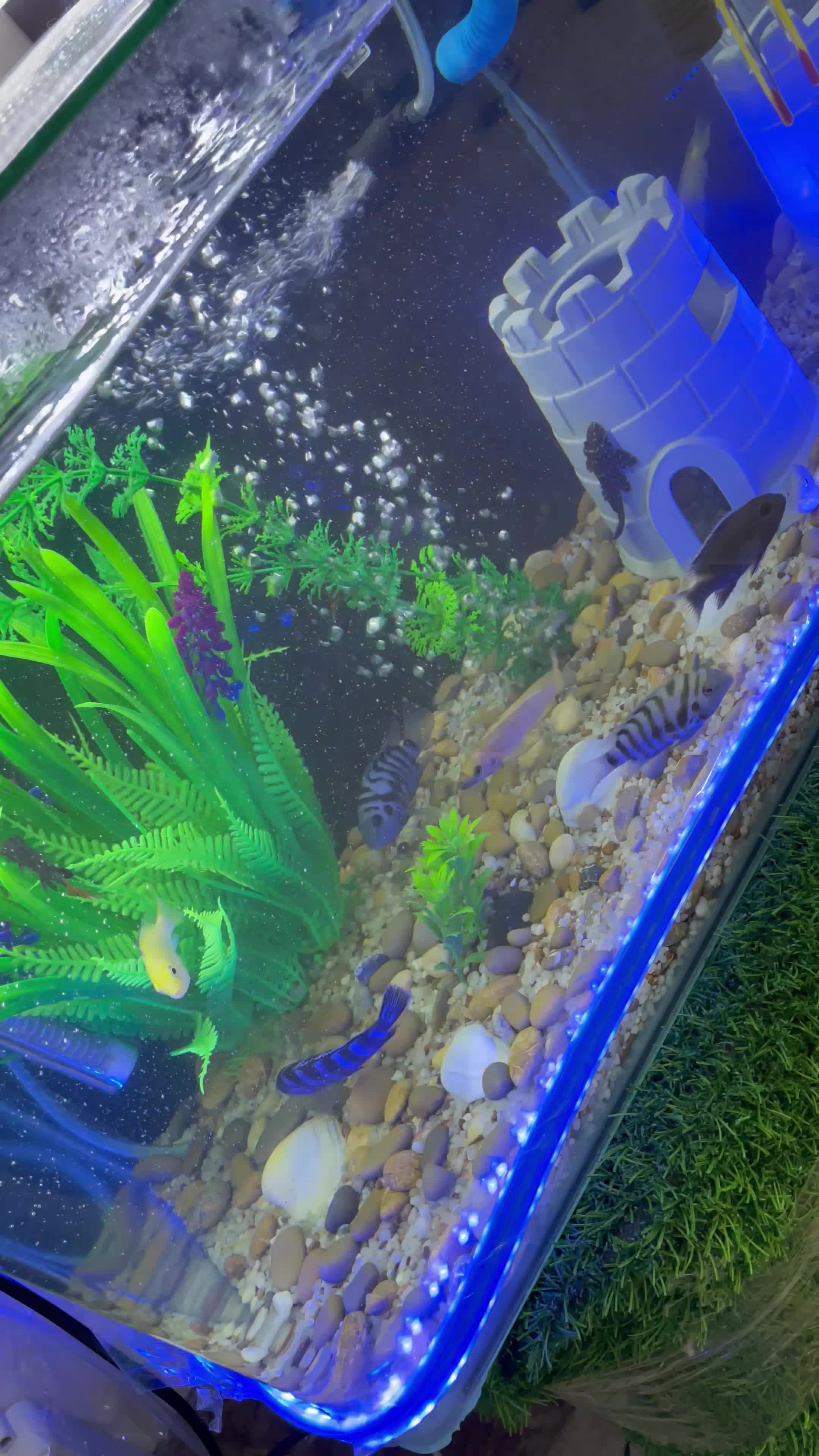 اکواریوم ماهی|ماهی|سنندج, |دیوار