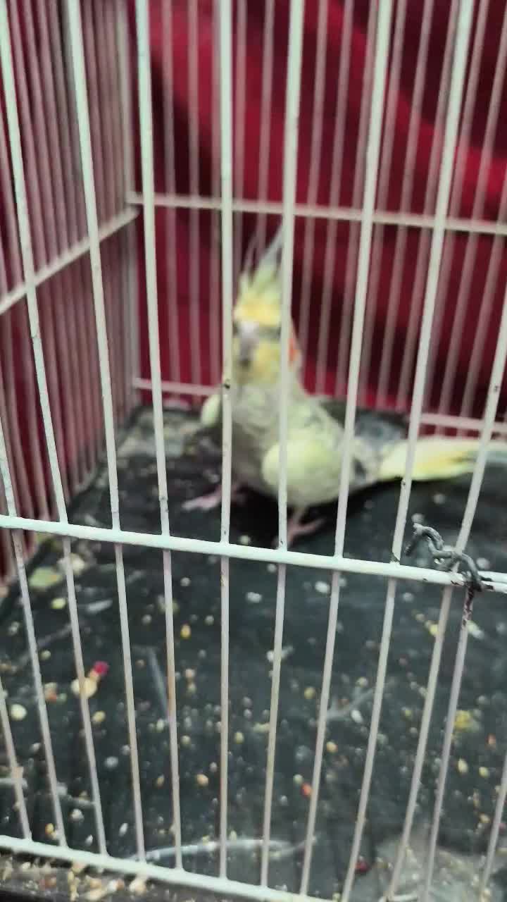 عروس هلندی ماده|پرنده|مشهد, رده|دیوار