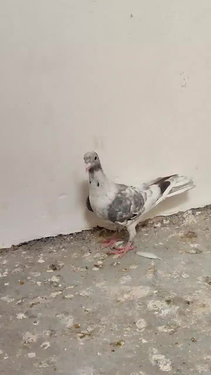 جوانه سار سرور|پرنده|چناران, |دیوار