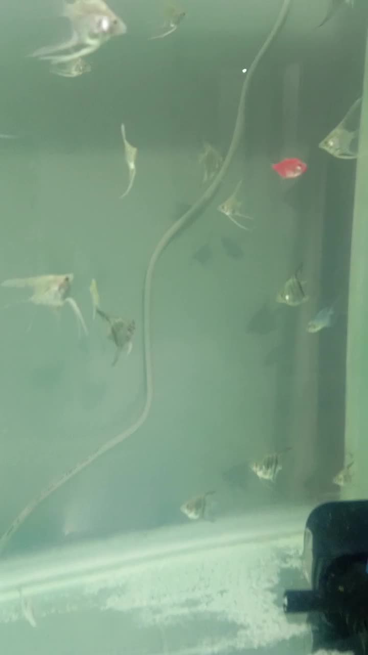 بهترین کیفیت از ما بخواهید|ماهی|هشتگرد, هشتگرد قدیم|دیوار