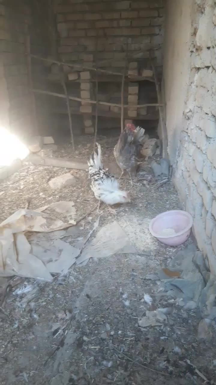 مرغ و خروس زینتی|حیوانات مزرعه|گلپایگان, |دیوار