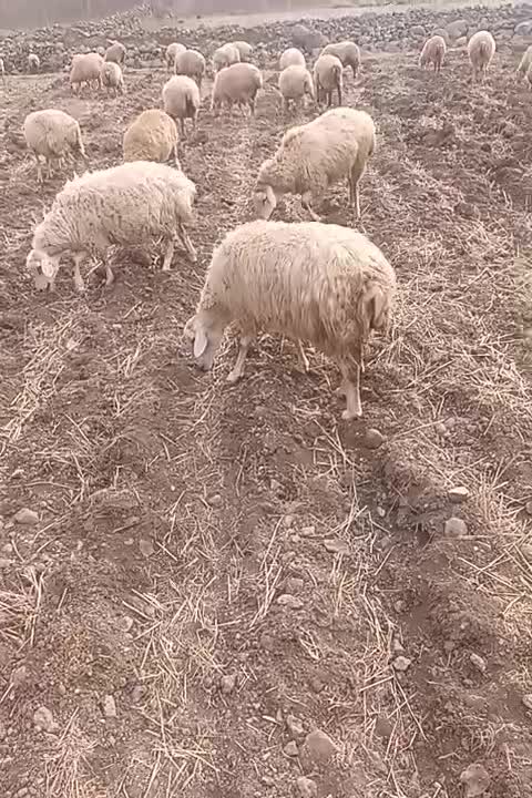 گوسفند‌مغانی‌‌ دامازدوق|حیوانات مزرعه|مشگین شهر, |دیوار