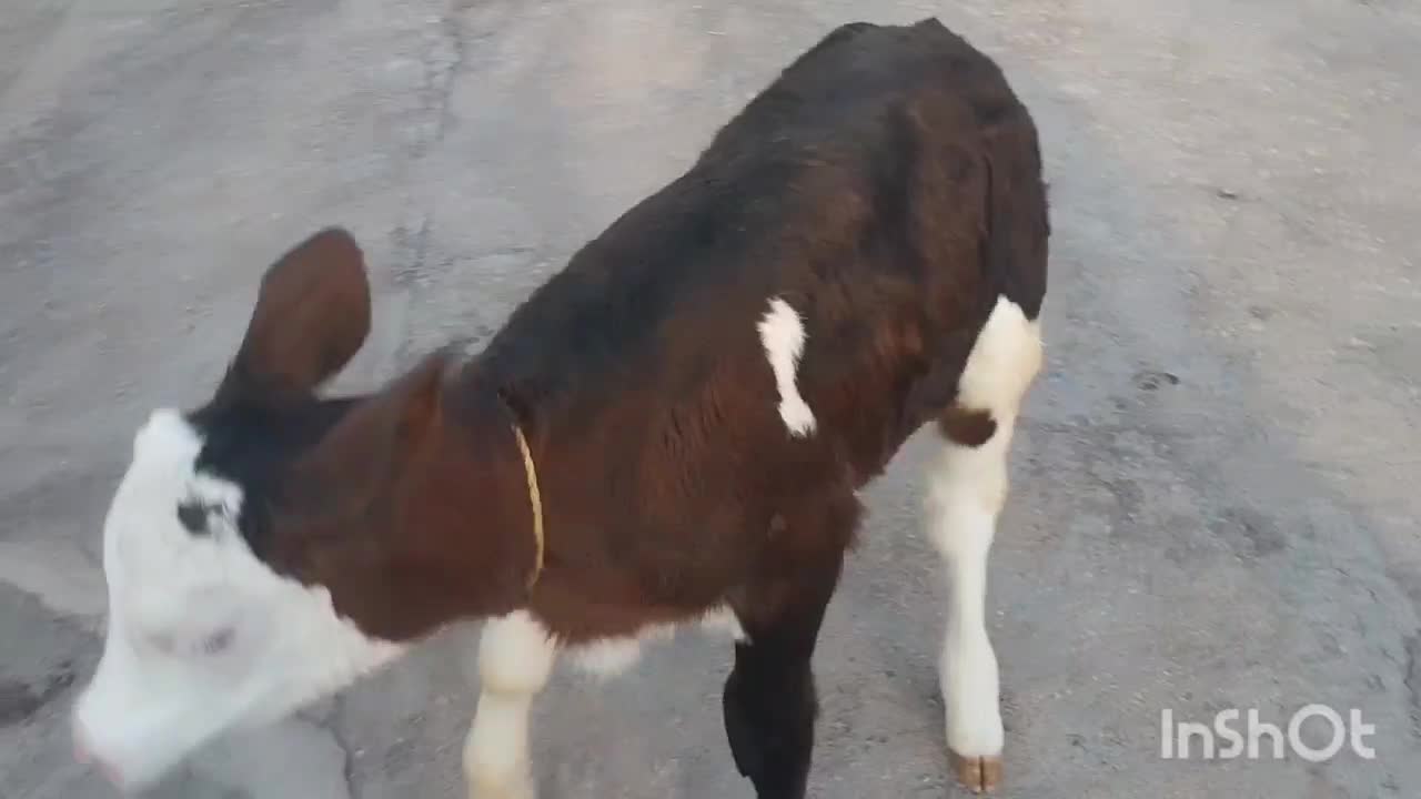 فروش گوساله ماده|حیوانات مزرعه|چرداول, |دیوار