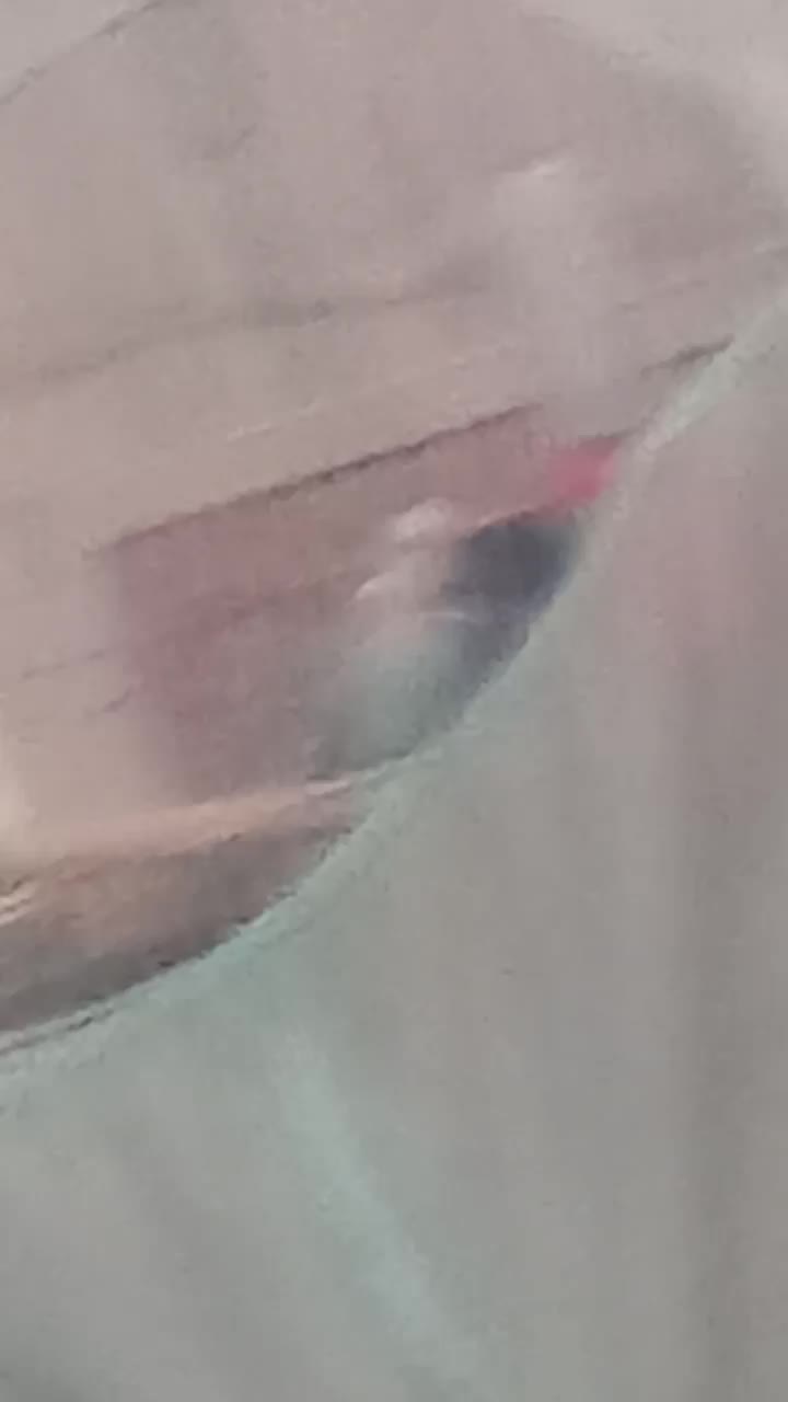 جفت مرغ عشق مولد|پرنده|کرمانشاه, |دیوار