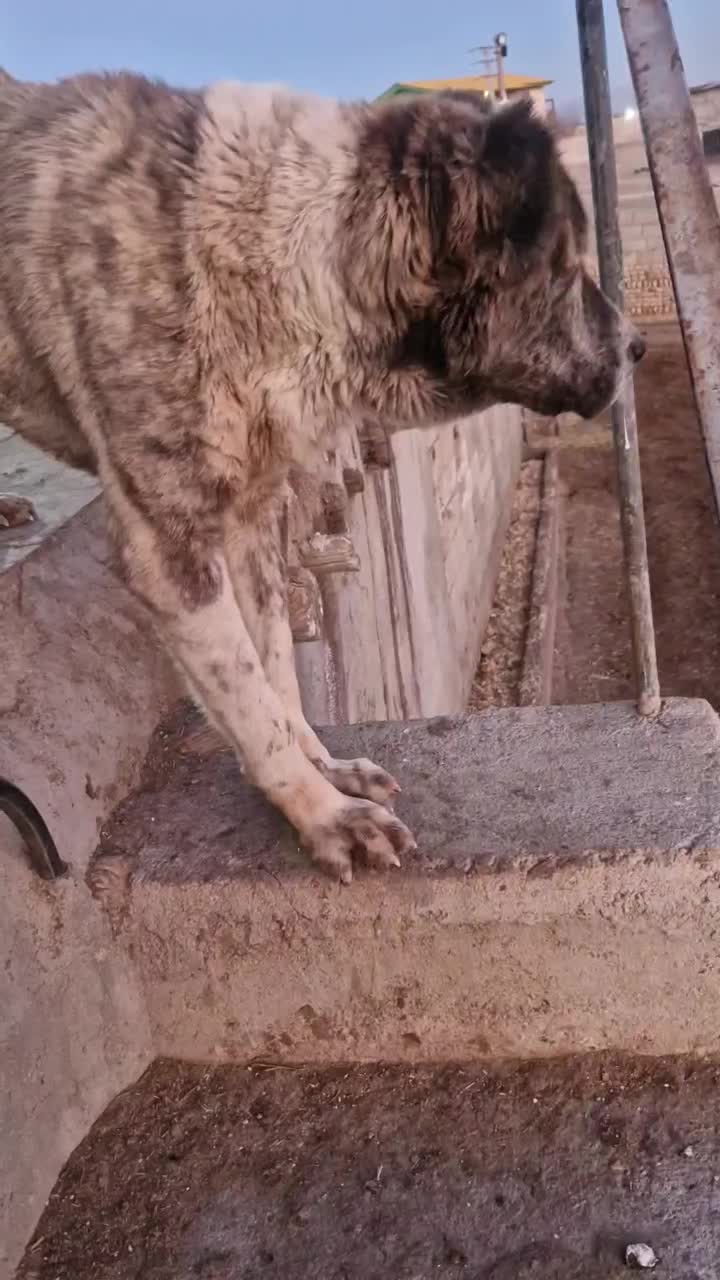 سگ گله ایی|سگ|چهارباغ, |دیوار