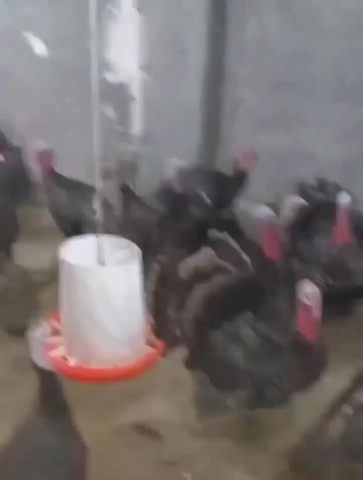 تخم نطفه دار بوقلمون برنز انگلیس اصل|حیوانات مزرعه|تهران, صادقیه|دیوار