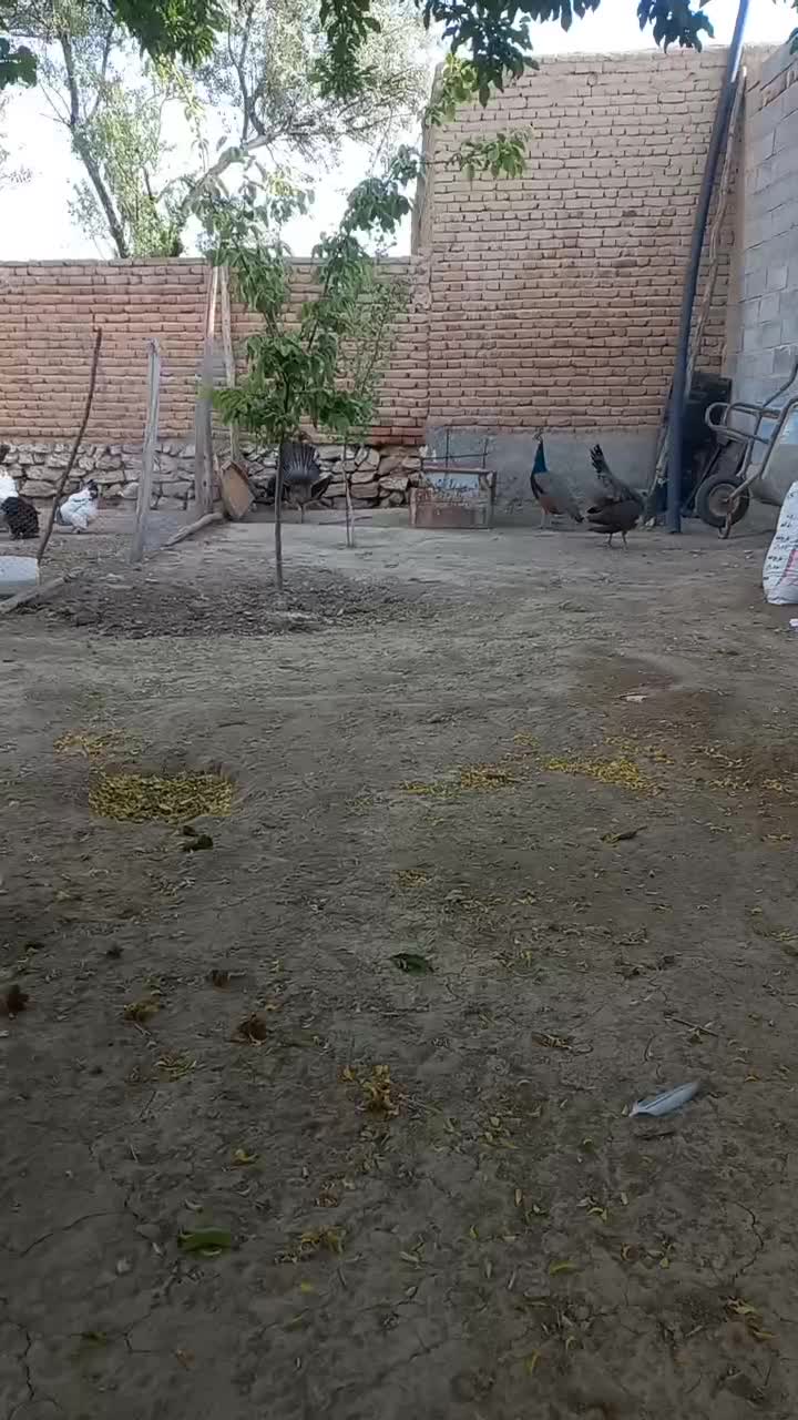 طاووس|حیوانات مزرعه|عجب شیر, |دیوار