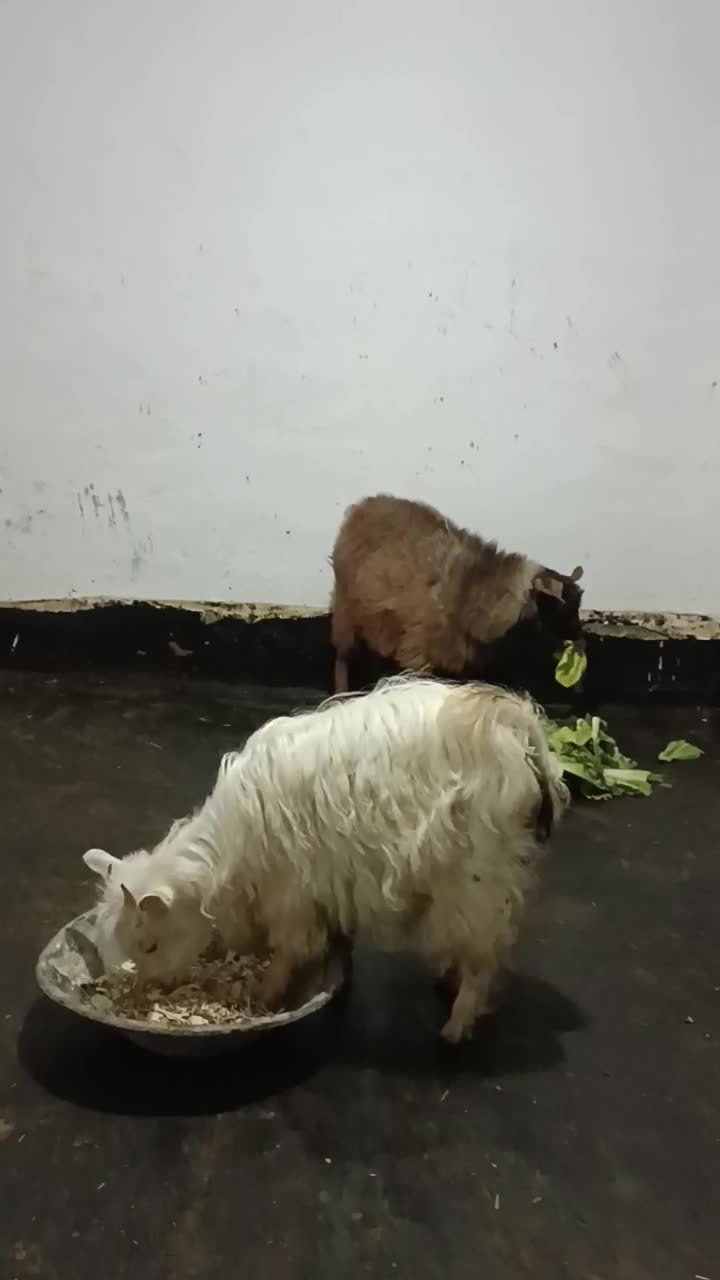 بزغاله زینتی ،عروسک|حیوانات مزرعه|مهاباد (آذربایجان غربی), |دیوار