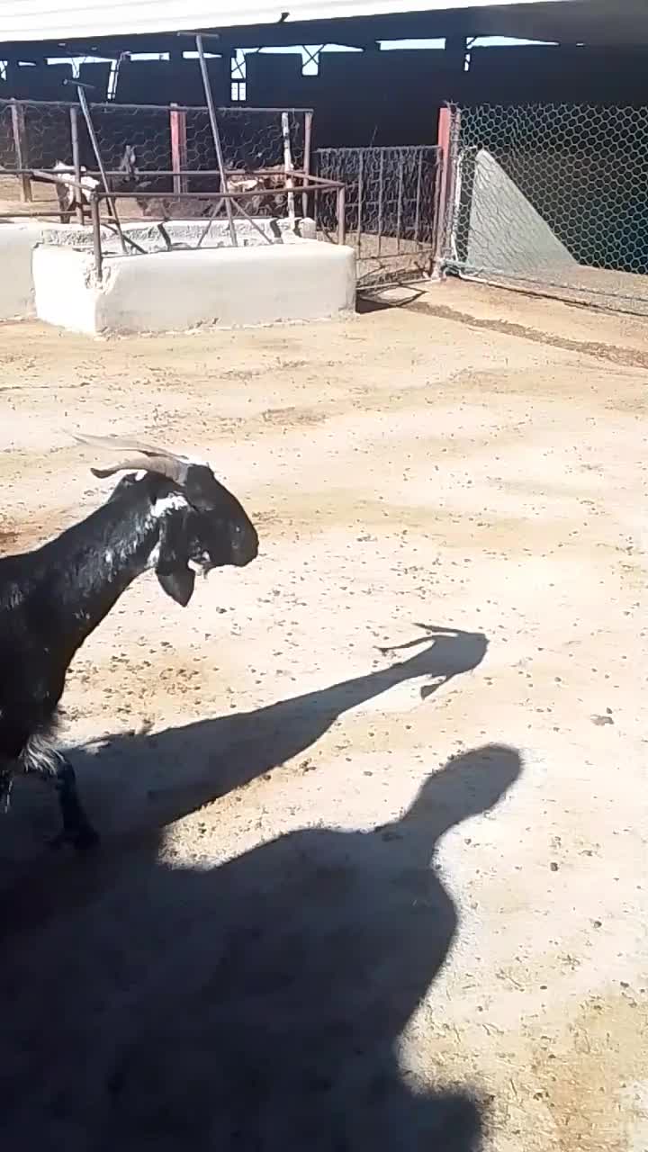 فروش بز با بزغاله|حیوانات مزرعه|ایوان, |دیوار