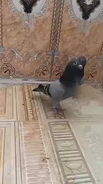 پلاکی|پرنده|سراوان, |دیوار