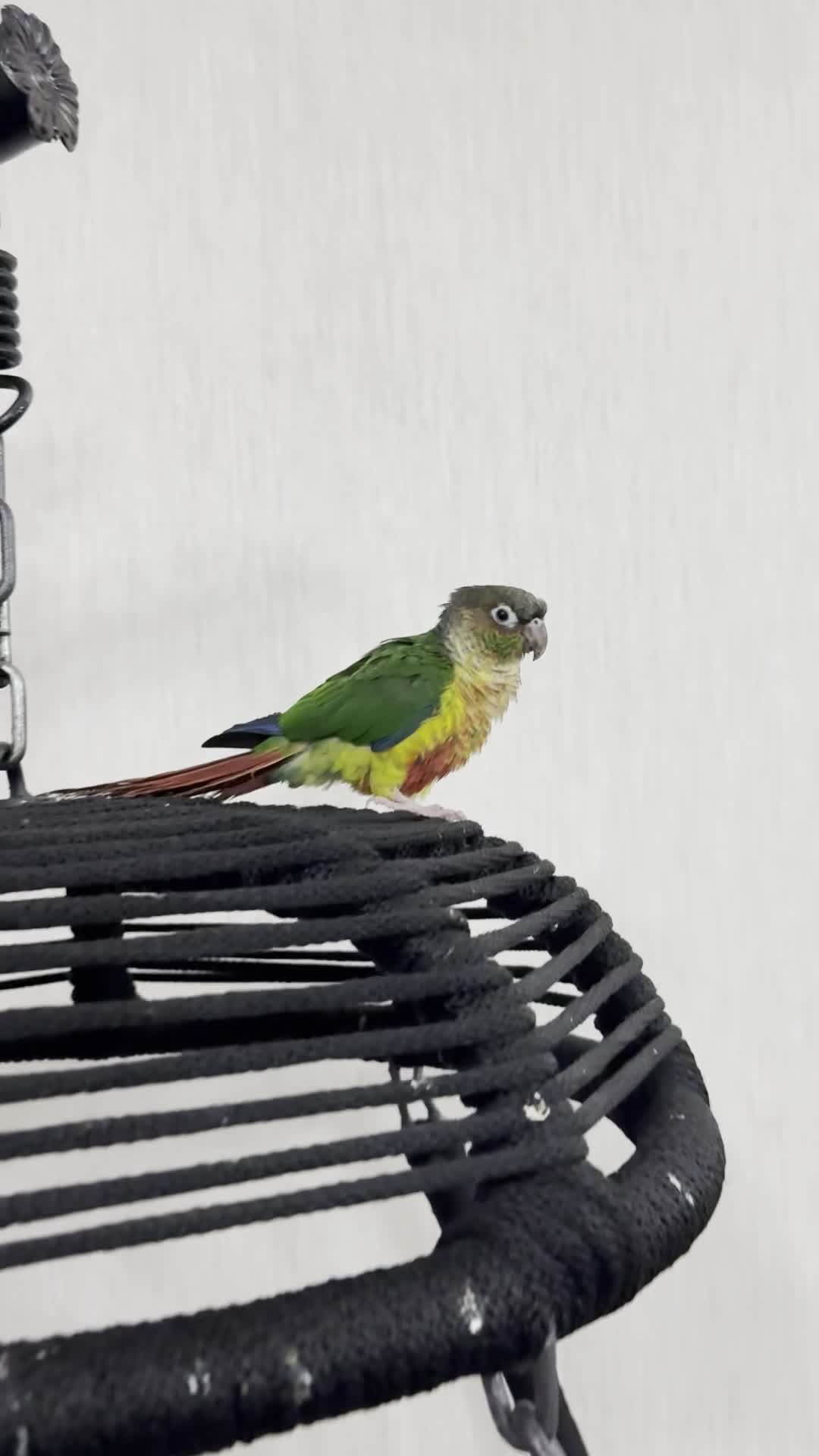 ویلایی خیابان صداقت ۱۷۰ متر شمالی|فروش خانه و ویلا|گرمسار, |دیوار