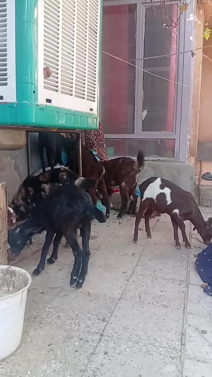 فروش هشت راس کهره دو رگ سانن با کیفیت|حیوانات مزرعه|اقلید, |دیوار