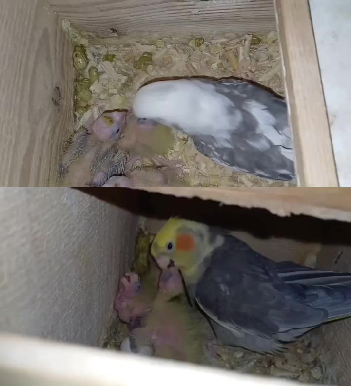 خریدار عروس تخم،جوجه دونخور بالغ شما فروشی هم دارم|پرنده|لاهیجان, لیالستان|دیوار