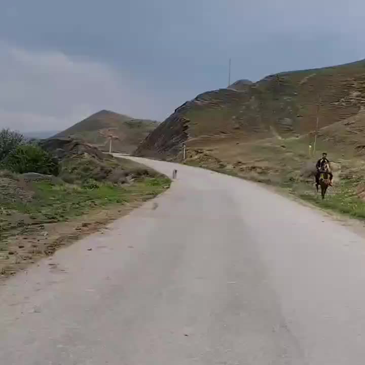 اسب درجه یک چابک|اسب و تجهیزات اسبسواری|بجنورد, |دیوار