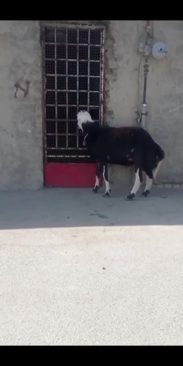 بره|حیوانات مزرعه|بروجرد, |دیوار