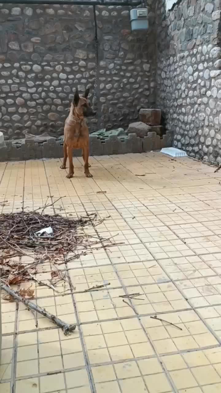 کفتر|سگ|نیشابور, فضل|دیوار