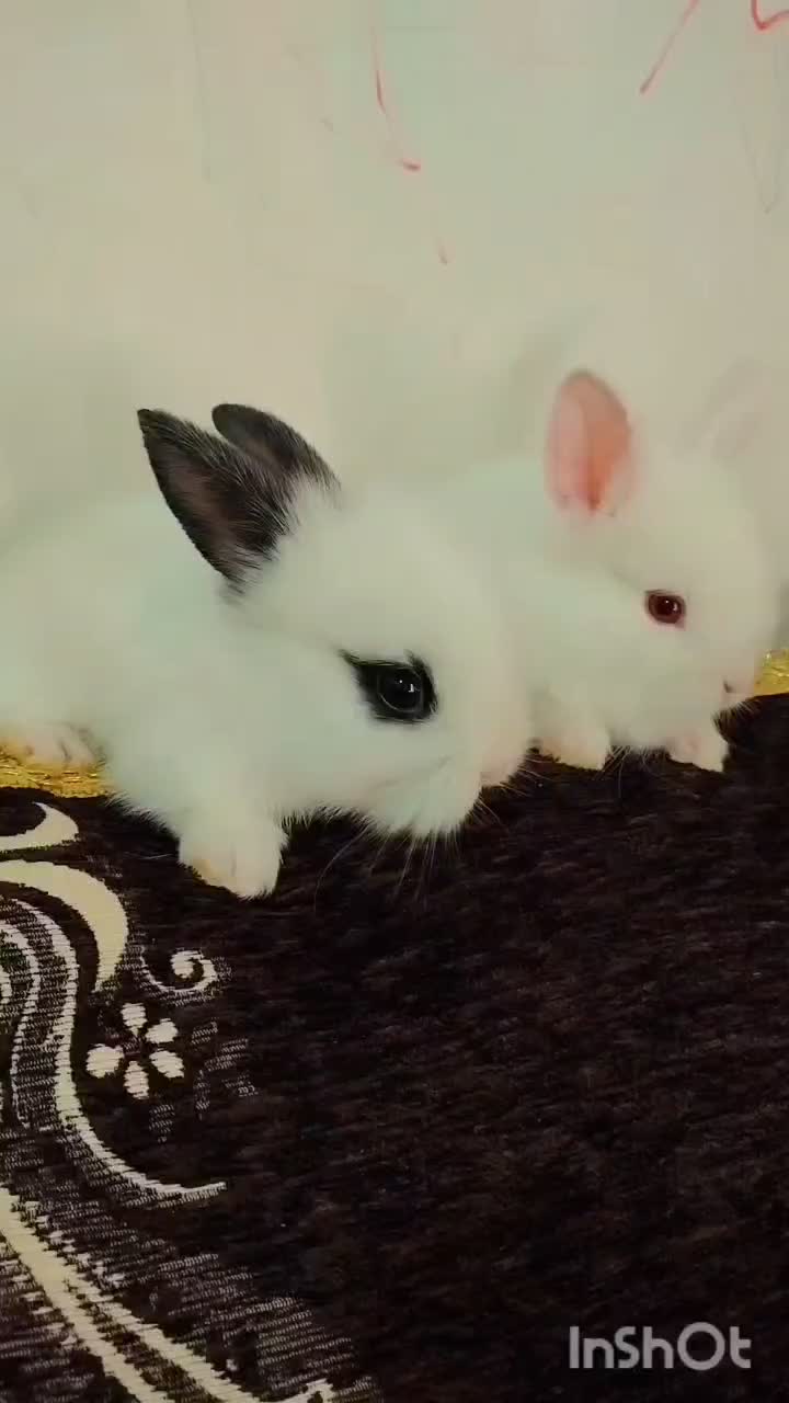 خرگوش جرسی نژاد دار کوچولو ملوس|موش و خرگوش|یزد, |دیوار