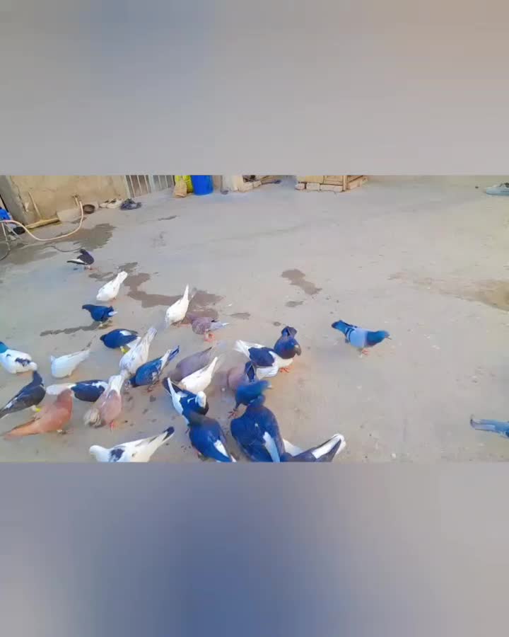 ۳۵عدد کفتر جنگنده|پرنده|کاشمر, |دیوار