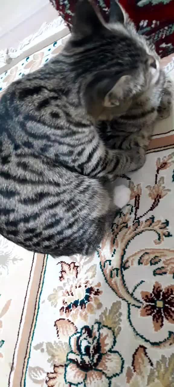 بچه گربه|گربه|شیروان (خراسان), |دیوار