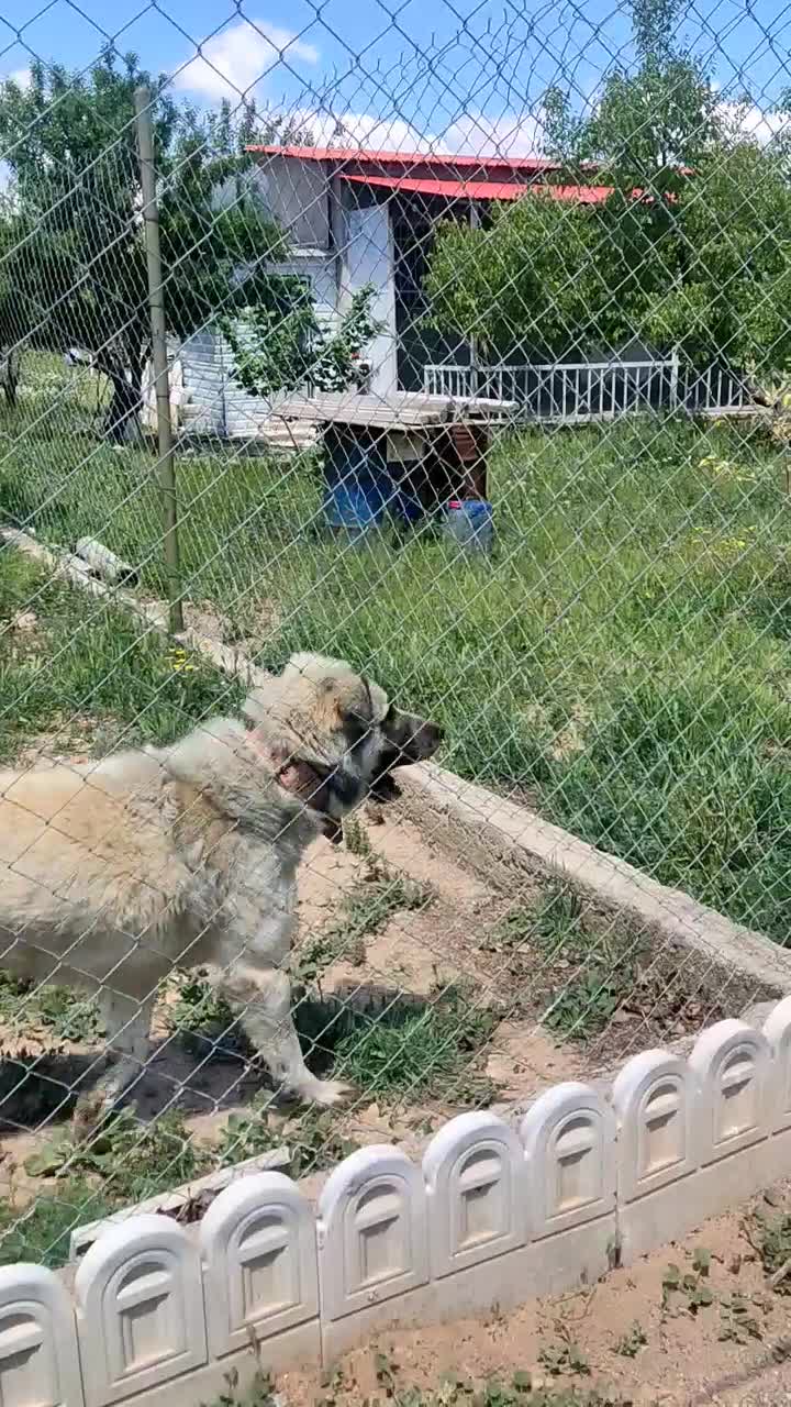 سگ گمشده منطقه باغ فرهنگیان (غذا خوری فرهادی)|سگ|زنجان, |دیوار