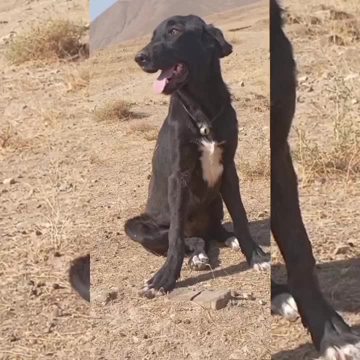 توله ماده عراقی|سگ|خواجه, |دیوار