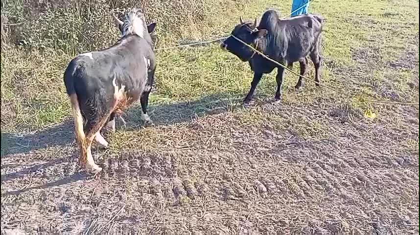 ورزاکوله منده چالوسی عروسک الماس260تایی گاونر|حیوانات مزرعه|رشت, شهرک شهید رجایی|دیوار