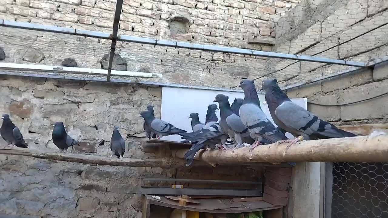 کبوتر پرشی|پرنده|نقده, |دیوار