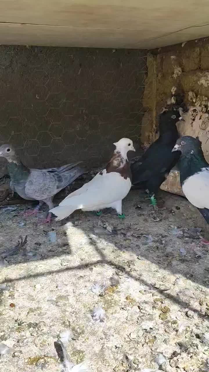 چند عدد رنگی با یک سار کرمانی|پرنده|تربتحیدریه, چهارراه خواف|دیوار