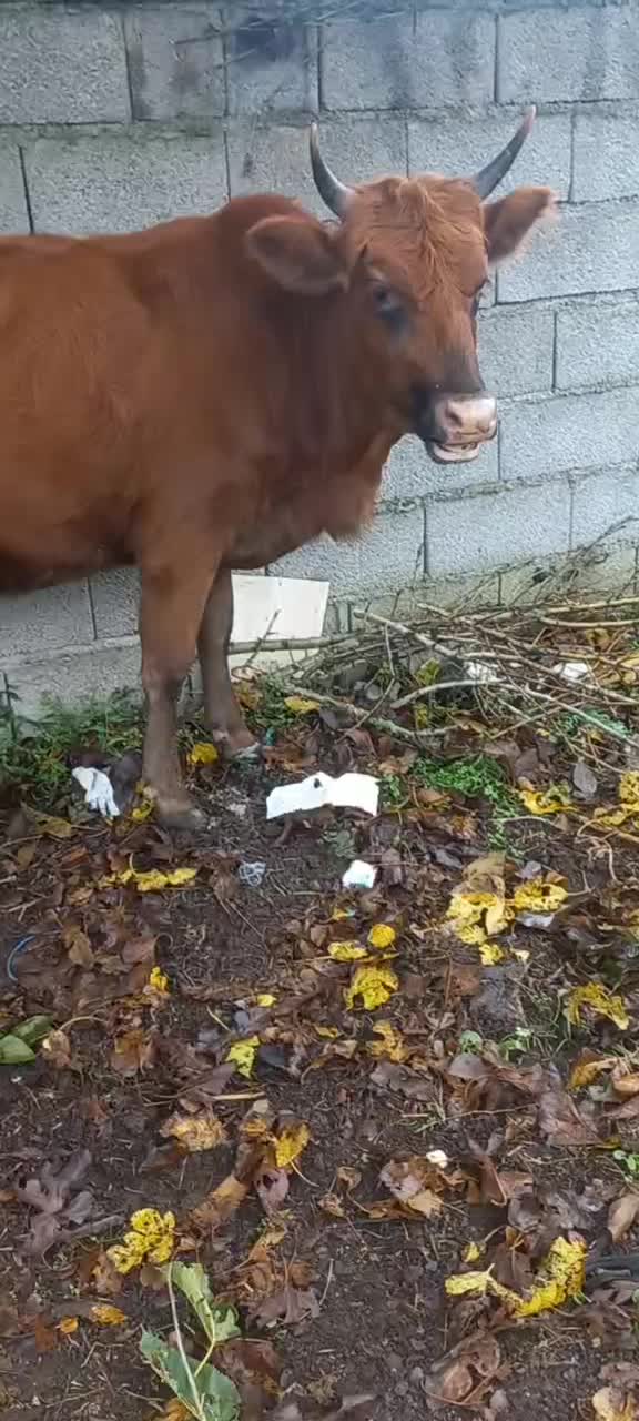 لیشه ۷ماه آبستن ( گاو گوساله تلیسه ورزا کوله )|حیوانات مزرعه|تالش, هشتپر|دیوار