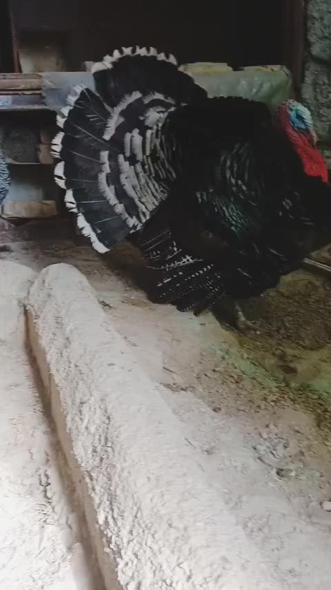 بوقلمون نر و ماده|حیوانات مزرعه|اصفهان, همدانیان|دیوار