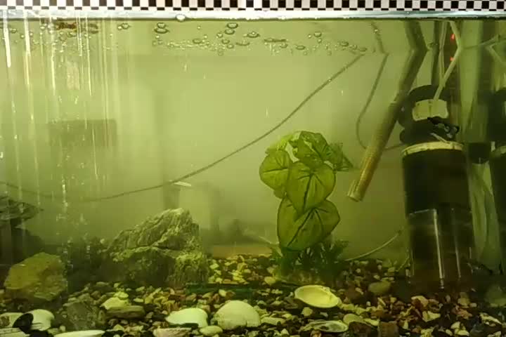 آکواریوم|ماهی|بروجرد, |دیوار