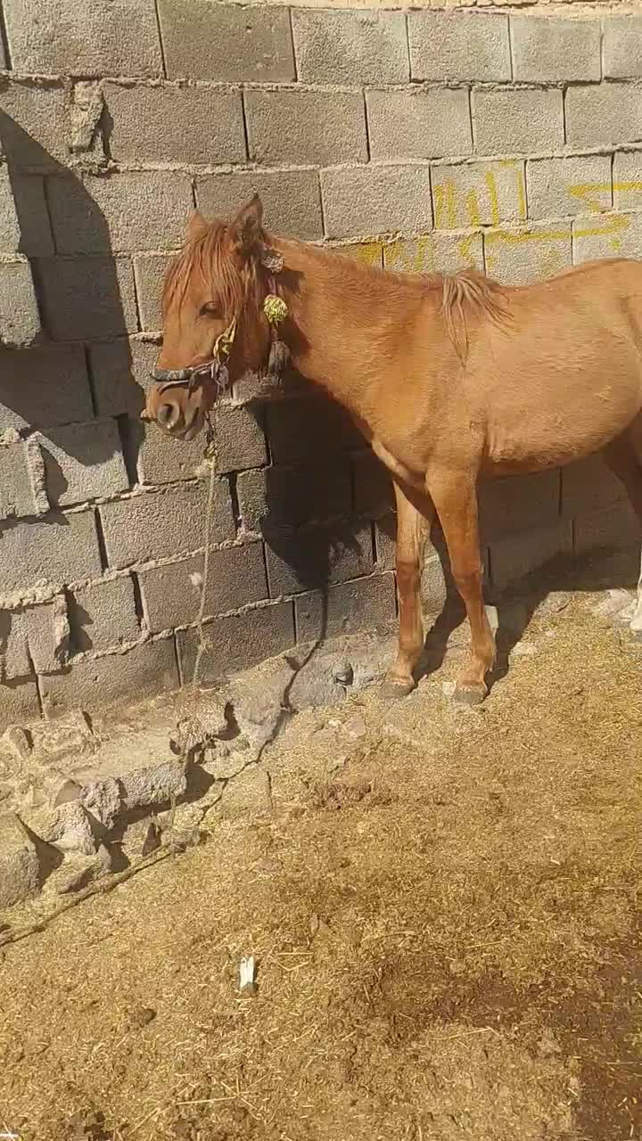 فروش مادیون|اسب و تجهیزات اسبسواری|بلداجی, |دیوار