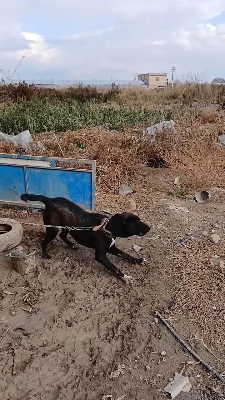 واگذاری سگ|سگ|چهارباغ, |دیوار