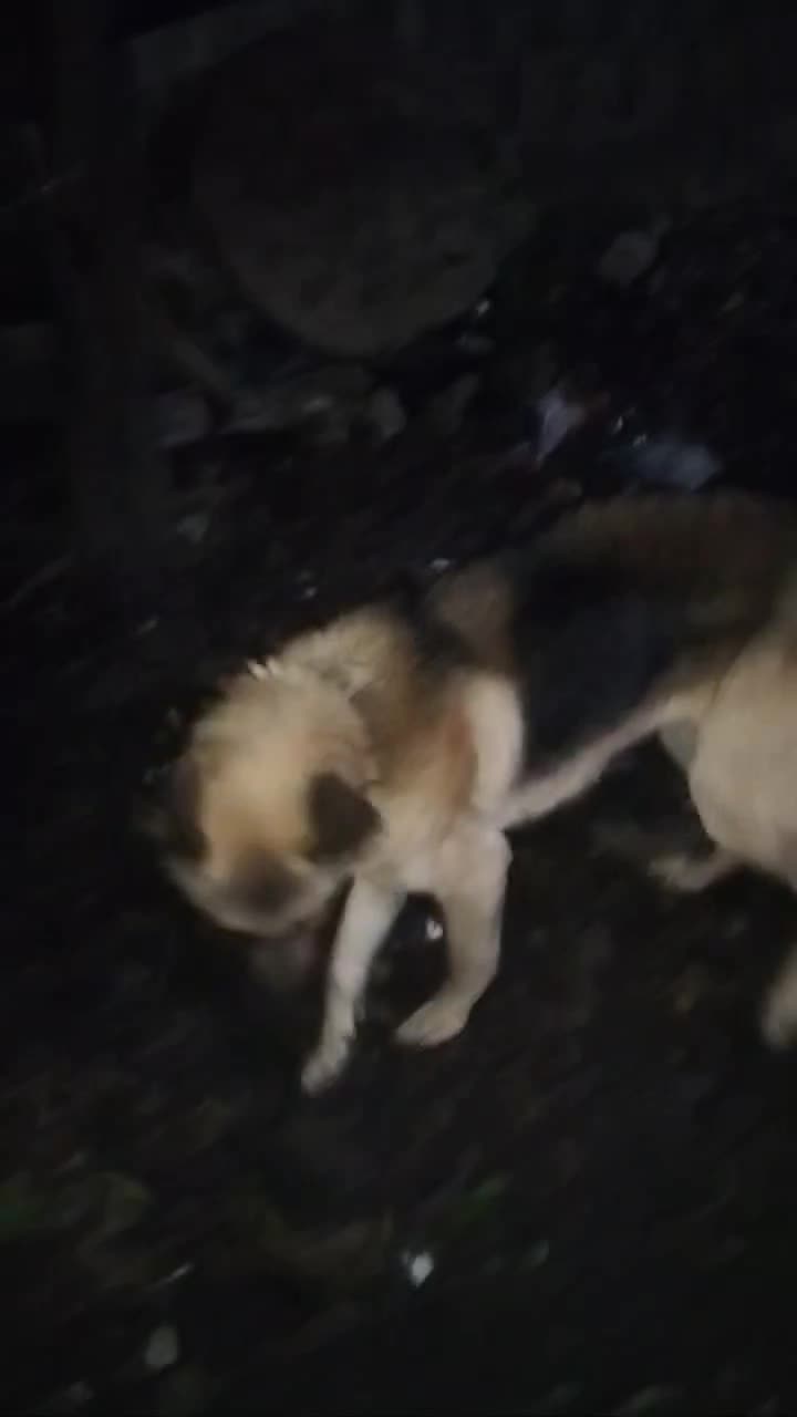 یه سگ ژرمن نر باهوش و حرف گوش کن|سگ|لاهیجان, بازکیاگوراب|دیوار