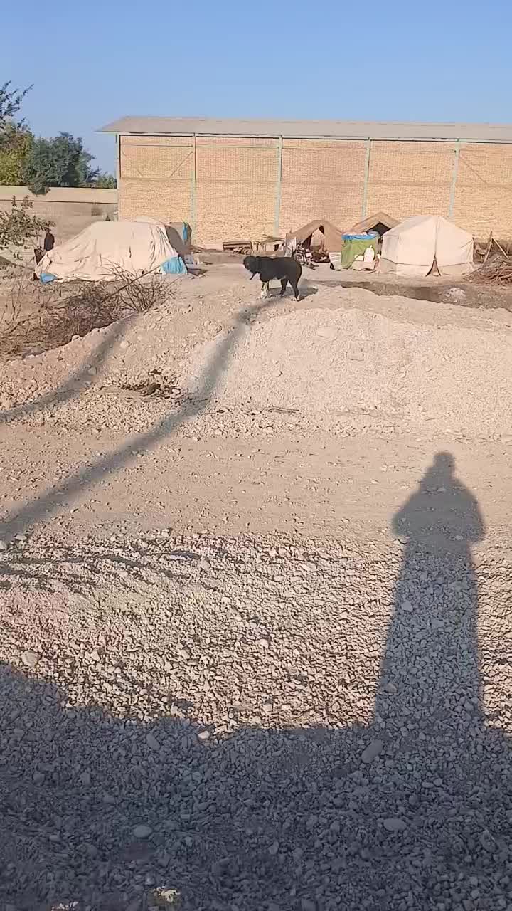 توله قدرجونی آبستن|سگ|دزفول, |دیوار