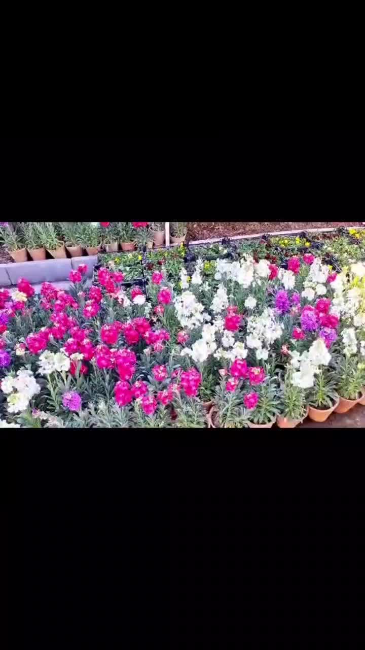 باکس پیویسی|گل مصنوعی|اصفهان, قهجاورستان|دیوار