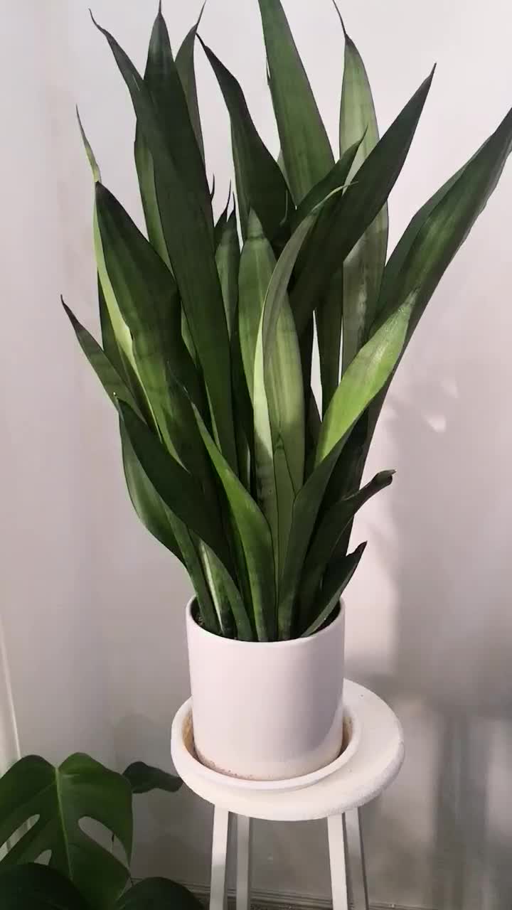 سانسوریا مهتابی حدودا 7 غلاف|گل و گیاه طبیعی|قم, انسجام|دیوار