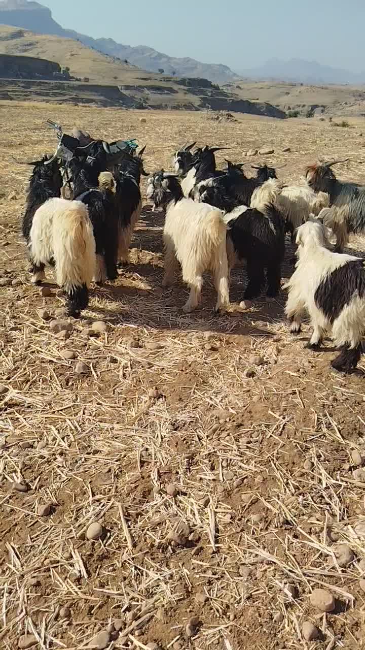 بیگ دوبوری داشتی|حیوانات مزرعه|لالی, |دیوار