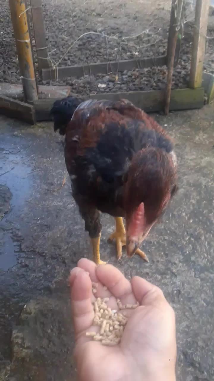 خروس لار|حیوانات مزرعه|لاهیجان, خالو باغ|دیوار